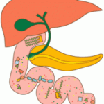 Digestion-200x200