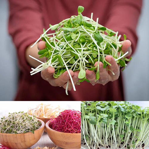 Curso Brotes y germinados